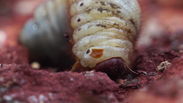 Caterpillar Rampante Fermer Vidéo — Video