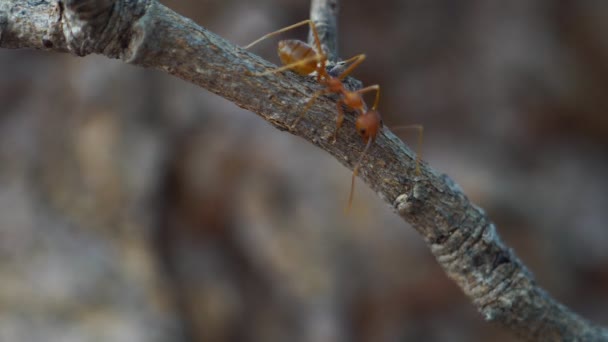 야생의 개미들의 모습을 클로즈업 — 비디오