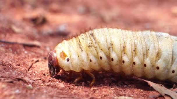 Crawling Caterpillar Close Video — Stock Video