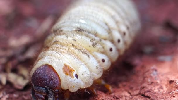 Crawling Caterpillar Close Video — Stock Video