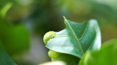 Tırtıl sürünen makro görüntüler