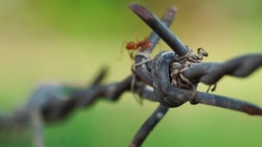 Bulanık arkaplanda karıncaların makro görüntüleri