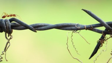 Bulanık arkaplanda karıncaların makro görüntüleri