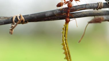 Bulanık arkaplanda karıncaların makro görüntüleri