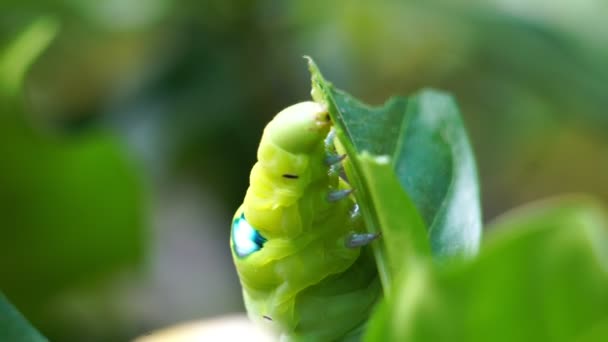 Caterpillar Strisciando Macro Metraggio — Video Stock