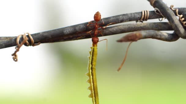 Imágenes Macro Hormigas Con Oruga Sobre Fondo Borroso — Vídeos de Stock