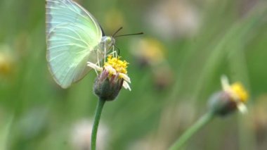 Bir çiçeğin üzerindeki kelebeğin görüntüleri