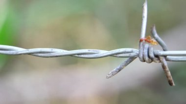 Dikenli teller üzerinde yürüyen karıncaların görüntüleri
