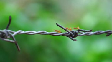 Dikenli teller üzerinde yürüyen karıncaların görüntüleri