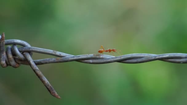 Záběry Mravenců Kráčejících Ostnatém Drátu — Stock video