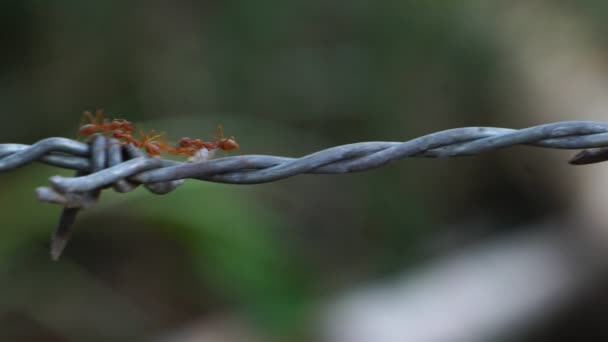蚂蚁在铁丝网上行走的镜头 — 图库视频影像