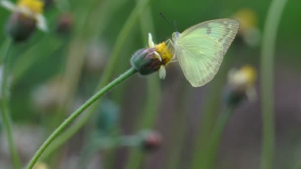 Кадры Бабочки Цветке — стоковое видео
