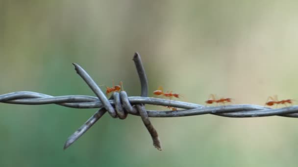Záběry Mravenců Kráčejících Ostnatém Drátu — Stock video