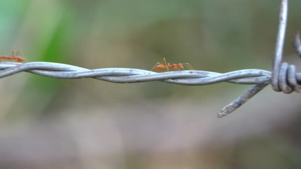 Imágenes Hormigas Caminando Sobre Alambre Púas — Vídeo de stock