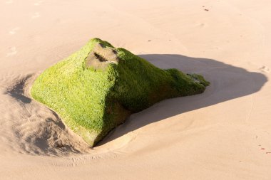 Yosun ile kaplı taş ile plaj