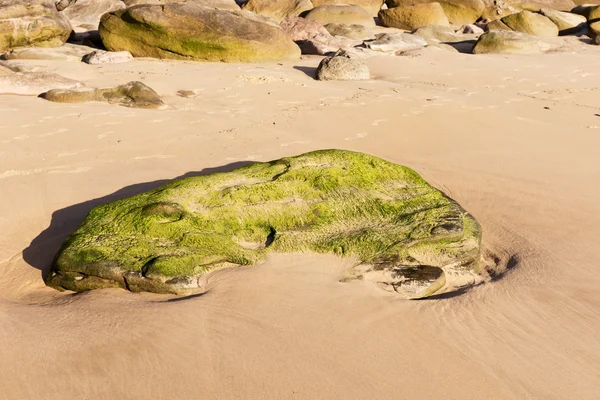 Playa con piedra cubierta de algas —  Fotos de Stock