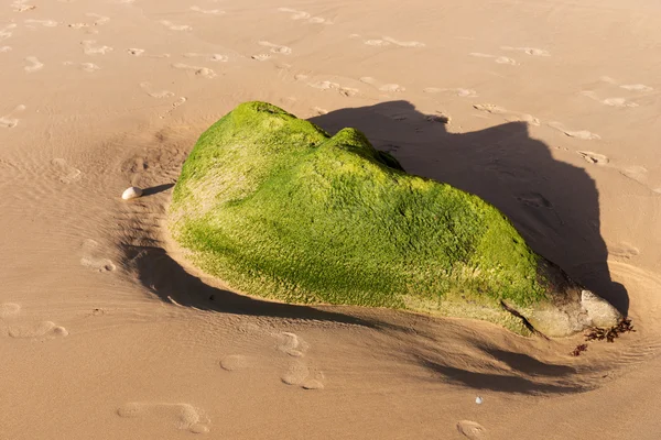 Playa con piedra cubierta de algas —  Fotos de Stock