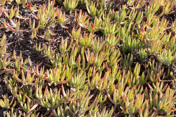 Leaves of the Ice plant — Stock Photo, Image
