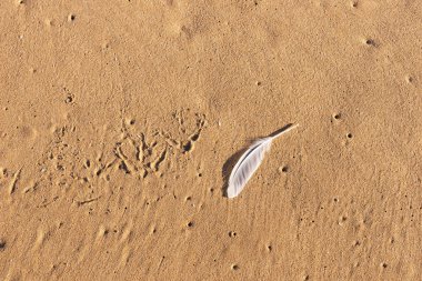 Plajda tek beyaz martı tüy