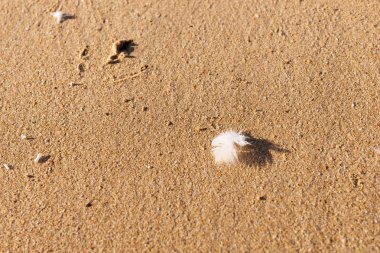 Plajda tek beyaz martı tüy