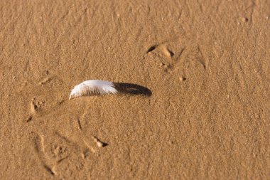 Plajda tek beyaz martı tüy