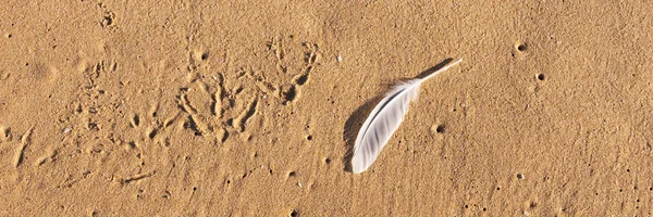Single white seagull feather on beach
