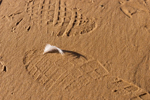 Single white seagull feather on beach