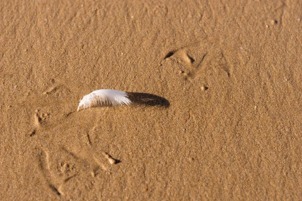 Pluma de gaviota blanca en la playa —  Fotos de Stock