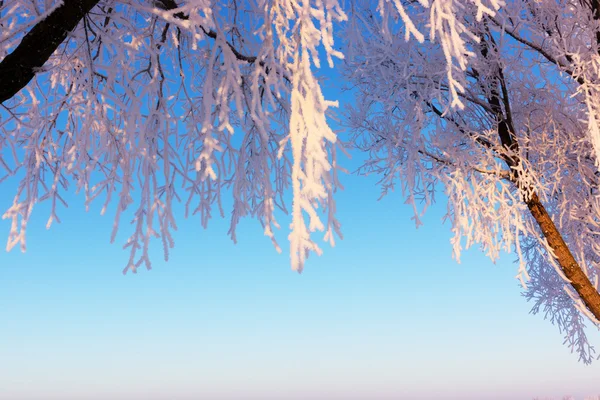 Rami di alberi ricoperti di neve durante l'alba — Foto Stock