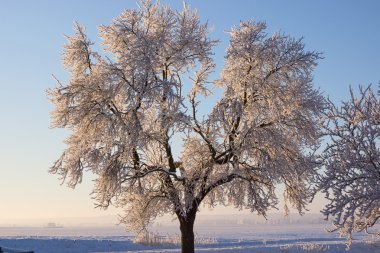 Parkta karla kaplı ağaçlar