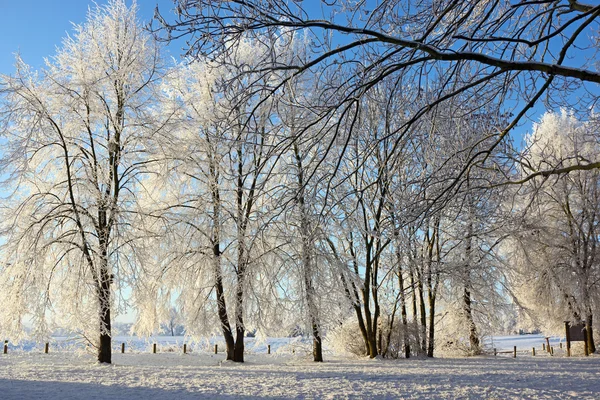 A parkban hóval borított fák — Stock Fotó