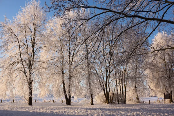 Деревья, покрытые снегом в парке — стоковое фото