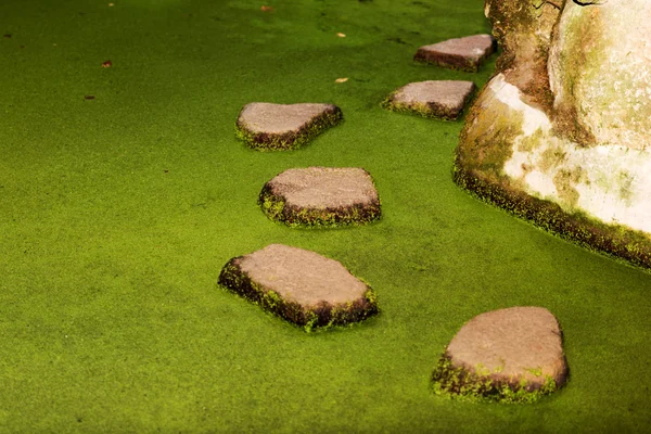 Stepping piedras sobre el estanque verde — Foto de Stock