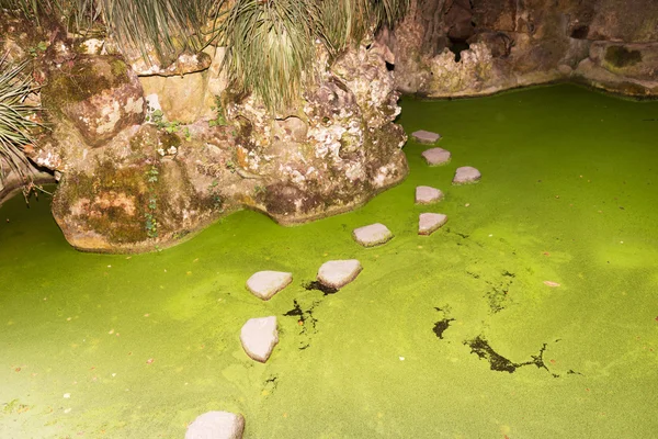 Να περπατήσουν οι πέτρες πάνω από τη λίμνη πράσινο — Φωτογραφία Αρχείου