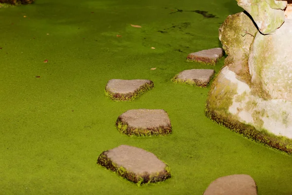 Να περπατήσουν οι πέτρες πάνω από τη λίμνη πράσινο — Φωτογραφία Αρχείου