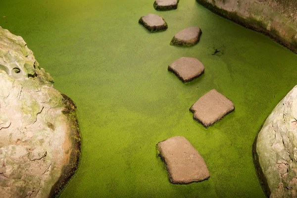 Stepping stones over the green pond — Stock Photo, Image