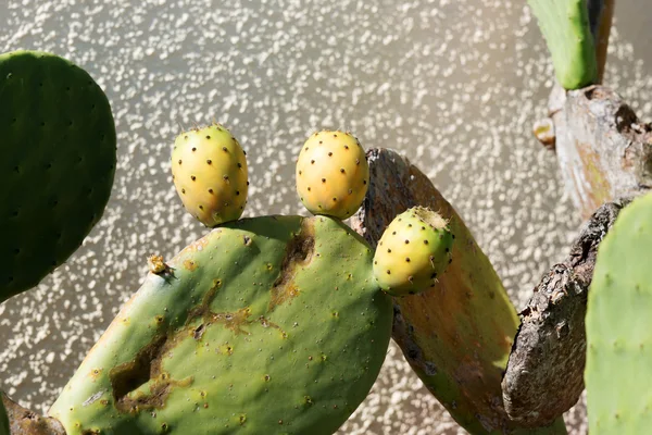 Cactus floreciente grande en la calle —  Fotos de Stock