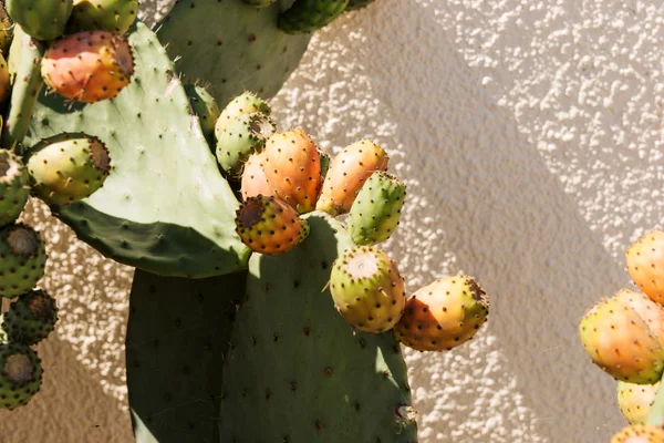 Cactus floreciente grande en la calle —  Fotos de Stock