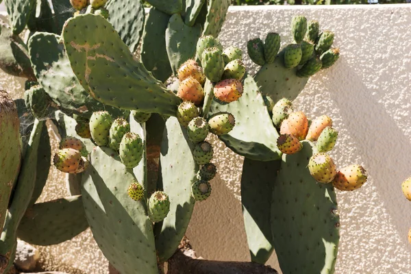 Cactus floreciente grande en la calle —  Fotos de Stock