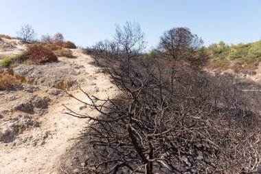 Sonra kocaman bir ateş yandı orman