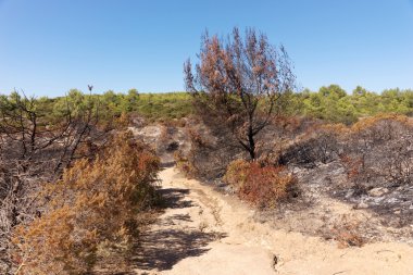 Sonra kocaman bir ateş yandı orman