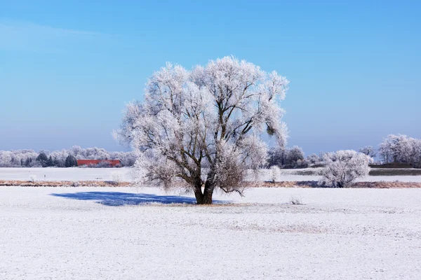 Ensamt träd en solig dag på vintern — Stockfoto