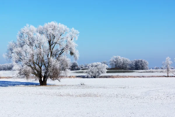 Ensamt träd en solig dag på vintern — Stockfoto