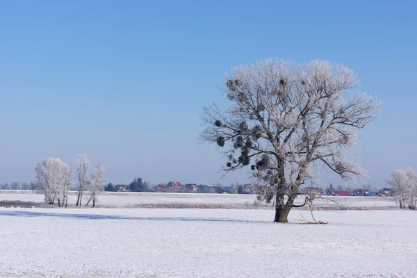 Albero solitario in una giornata di sole in inverno — Foto Stock