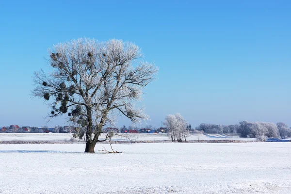 Lonely Drzewo w słoneczny dzień w zimie — Zdjęcie stockowe