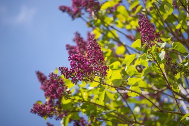 Bahar Eflatun çiçekli dalları