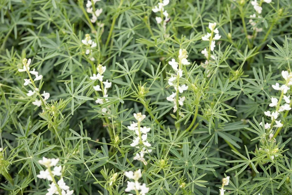 A lot of white lupines field — Stock Photo, Image