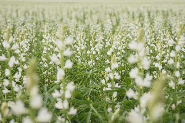 Viele weiße Lupinen Feld — Stockfoto