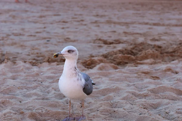 Чайка на пляже — стоковое фото