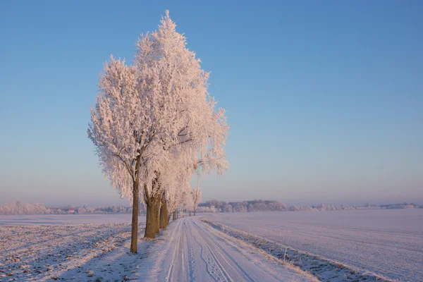 Дерева зі снігом вкриті вздовж дороги — стокове фото